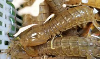 皮皮虾煮熟后可以冷冻吗（皮皮虾直接冷冻还是煮熟了再冷冻）