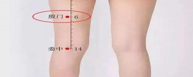 殷门在人体哪个位置（殷门的准确位置和作用）