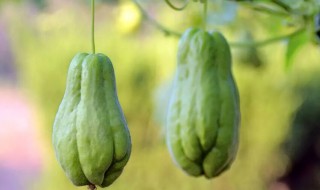 佛手瓜的营养价值（佛手瓜的营养价值表）