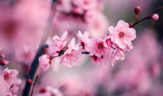 盆栽梅花什么时候施肥 盆栽梅花什么时候施肥最好?