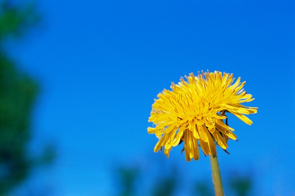蒲公英花的功效与作用 蒲公英花的适宜人群