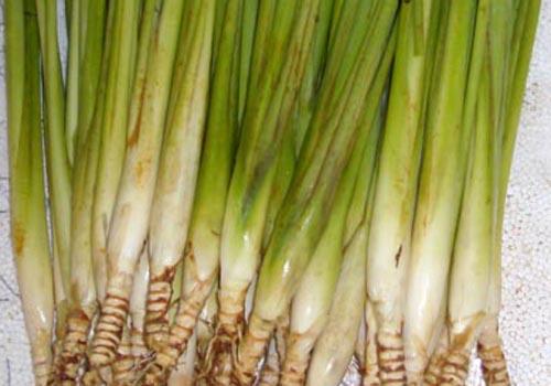 驱蚊植物有哪些 驱蚊植物有哪些?