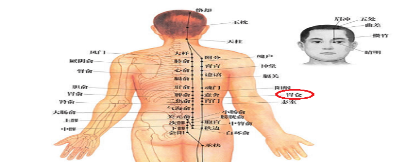 胃仓的准确位置图作用（胃仓的准确位置图作用功效）-九图集