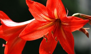 花卉丹顶红如何养殖(红花丹的养殖方法)