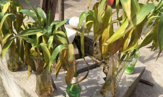 枯萎的富贵竹怎样救活 富贵竹慢慢枯萎了要咋办-九图集