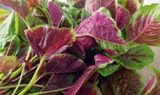 苋菜不焯水吃了有害吗（吃苋菜用不用焯水）