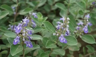 蔓荆子的营养价值 蔓荆子的功效与作用点用-九图集