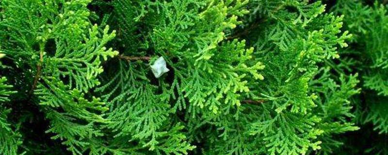 柏树籽什么时候采摘(柏树籽什么时候采摘可做手串)-九图集