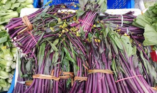 红菜苔补血吗 红菜苔 营养-九图集