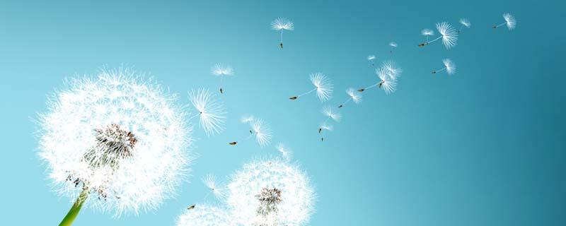 蒲公英根熬水洗脸的功效(蒲公英根煮水洗脸)