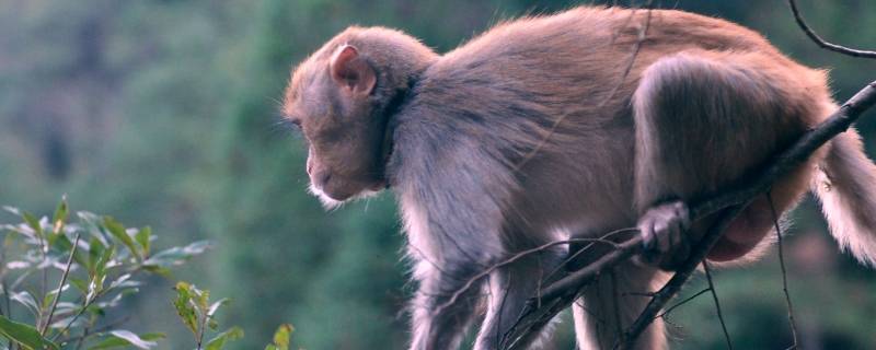 猴子爱吃什么 猴子爱吃什么东西-九图集