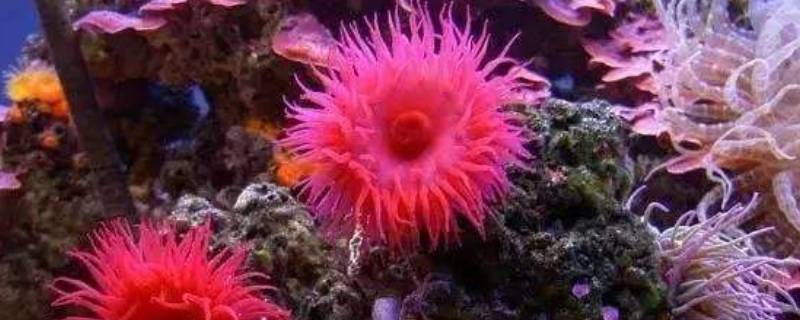 海葵的生活方式是什么 海葵是怎样生活的-九图集