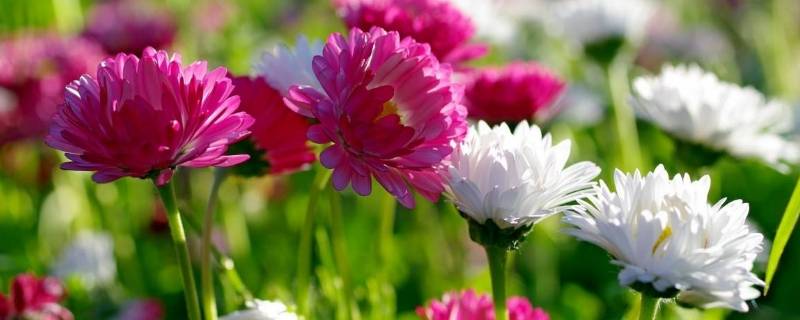 花的浪漫是它本身是什么意思(“花的浪漫 是它本身”)-九图集