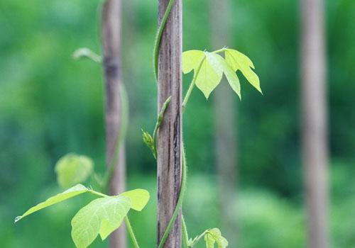 葛根的功效与作用（葛根的功效与作用的功能与主治）-九图集
