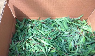 山苜楂是凉性还是热性(山楂是热性还是寒性)