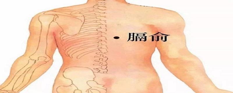 膈俞的位置（膈俞的位置在哪里）