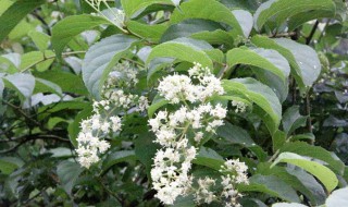 雷公藤的营养价值(雷公藤的作用与用途)