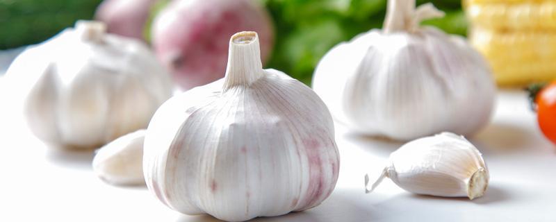 蒜敷脚心的作用(蒜片敷脚心)-九图集