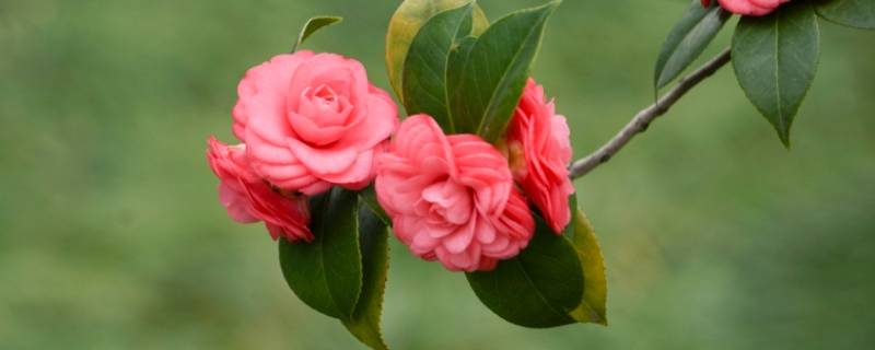 山茶花象征哪一类人 山茶花象征哪一类人品质-九图集