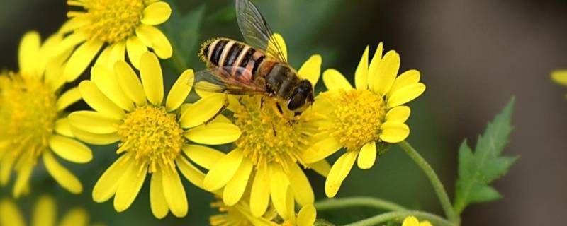山上的野菊花摘回来怎么处理 自己采摘的野菊花怎样处理