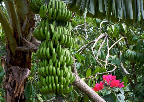 药流可以吃香蕉吗（药流可以吃香蕉吗?）-九图集