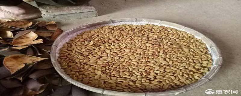 苏子籽怎么吃对肝脏好（苏子籽油怎么吃对肝脏好）