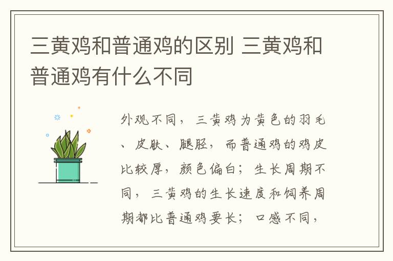 三黄鸡和普通鸡的区别 三黄鸡和普通鸡有什么不同