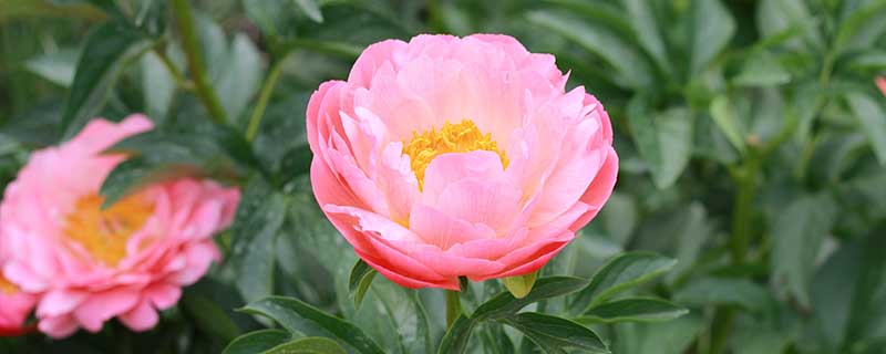 君子兰的养护方法 君子兰如何养护