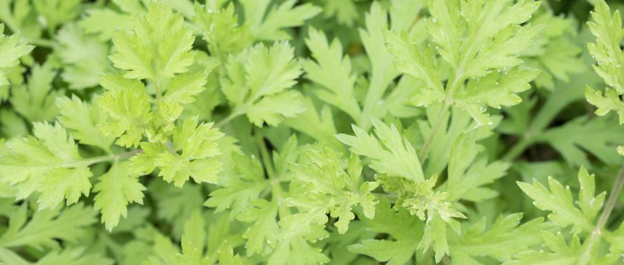 野艾蒿泡脚的功效与作用 艾蒿水泡脚哪些功效-九图集