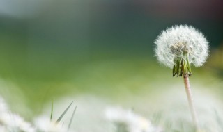 蒲公英的好处(女人常喝蒲公英的好处)-九图集