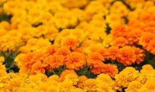 孔雀草花语别名和养殖方法(孔雀花的花语与作用)-九图集