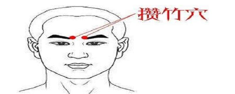 攒竹在什么位置图(攒竹的准确位置图片图百度)