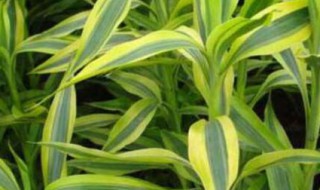 富贵竹水里面可以放硫酸亚铁吗（富贵竹的水里能放硫酸亚铁吗）