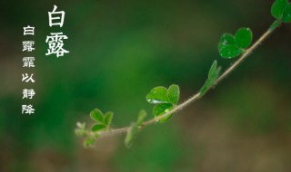 白露节气为什么要吃鸡（白露节气玩什么）