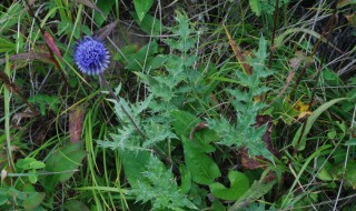 禹州漏芦的营养价值（禹州漏芦产地）-九图集
