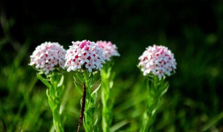 狼毒的营养价值（狼毒的功效与作用 狼毒有什么作用）