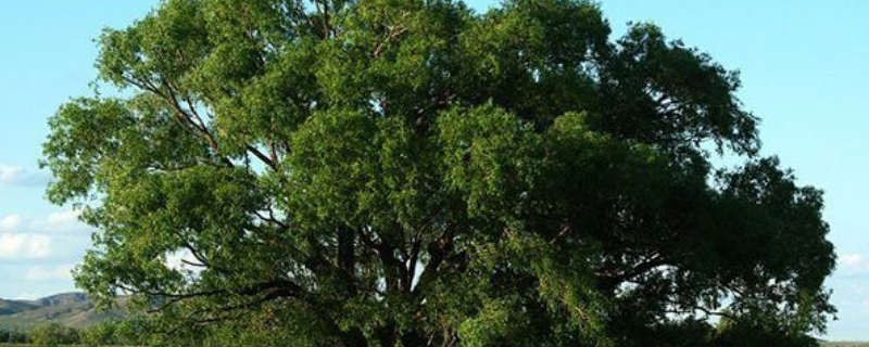 树叶密的一边是南还是北 树叶密的一面是南还是北-九图集