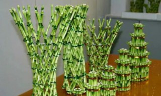 富贵竹能种在土里吗 富贵竹能不能种在土里?-九图集