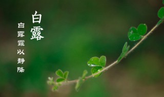 白露节气为什么吃龙眼 白露吃什么传统食物?白露节气吃龙眼能大补-九图集