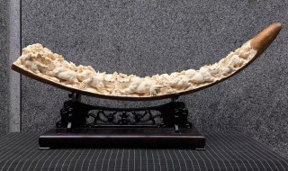 象牙的寓意和象征（象牙有什么象征）