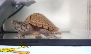 剃刀龟多长时间喂一次 剃刀龟喂多了-九图集