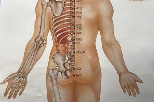 身柱的准确位置图作用（身柱的准确位置图作用的准确位置图和作用）