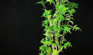 盆栽水竹怎么修剪（水竹的上面的叶子怎么修剪）-九图集