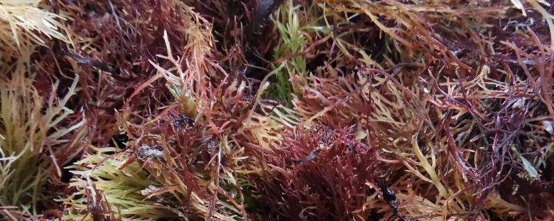 凉菜里面长的像珊瑚的东西是什么 凉菜里像珊瑚树的叫什么-九图集