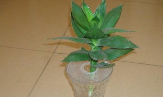 富贵竹用什么水比较好养(富贵竹用什么水养最好)