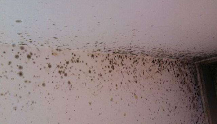 墙角发霉发潮怎么处理 墙角发霉发潮如何处理