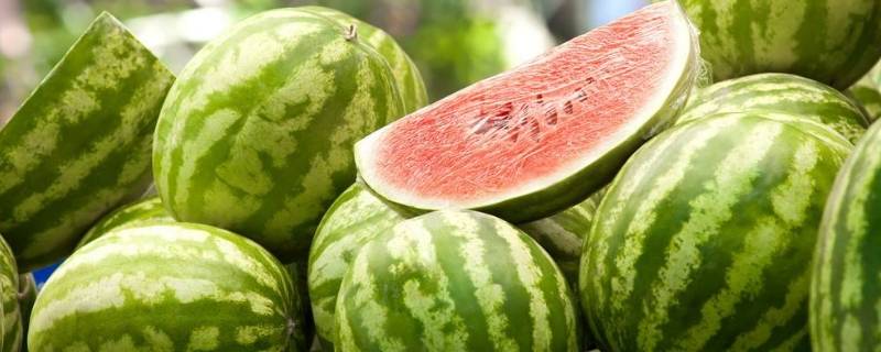 西瓜在我国历史上是怎样传播开的 西瓜在我国历史上是怎样传播开的50字