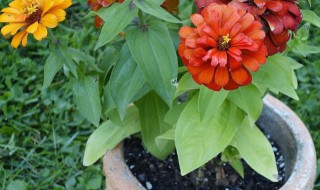 大岩桐冬天的养殖方法（大岩桐冬天的养殖方法和注意事项）