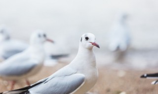一周吃一只鸽子会不会太补了(一个星期吃一只鸽子会怎么样)-九图集