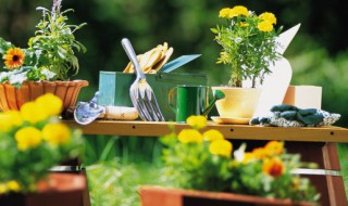 鹅掌木多长时间浇次水 鹅掌柴多久浇一次水合适